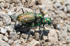 Cicindela depressula