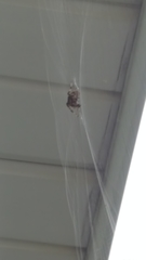 Araneae