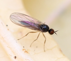 Trichinomyia flavipes