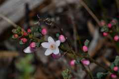Philotheca verrucosa