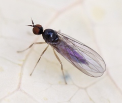 Trichinomyia flavipes