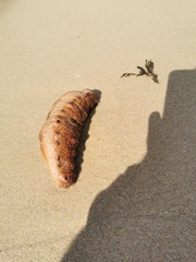 Holothuria arguinensis