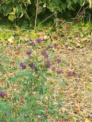 Medicago sativa