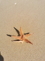 Astropecten aranciacus
