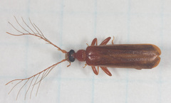 Dendroides ephemeroides