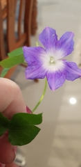 Ipomoea nil