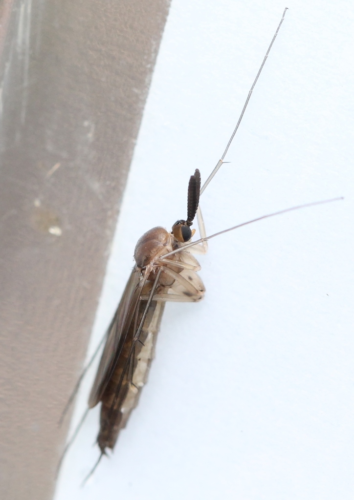 Keroplatus dispar