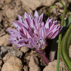 Allium obtusum conspicuum