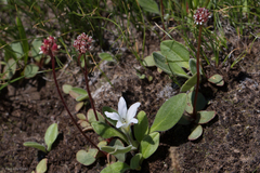 Micranthes aprica