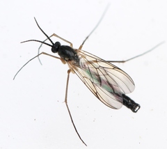 Platyura marginata