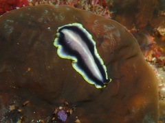 Pseudoceros paralaticlavus