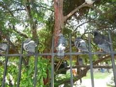 Columba livia domestica