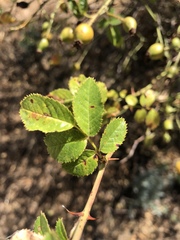 Rosa rubiginosa