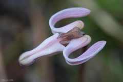 Dicentra uniflora