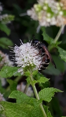Colpa quinquecincta