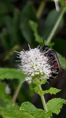 Colpa quinquecincta