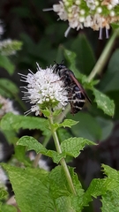 Colpa quinquecincta