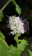 Colpa quinquecincta