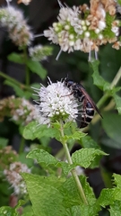 Colpa quinquecincta