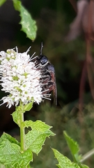 Colpa quinquecincta