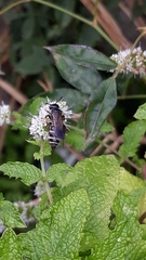 Colpa quinquecincta