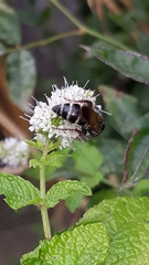 Colpa quinquecincta
