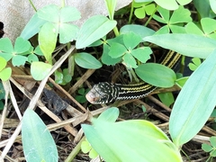 Xenochrophis vittatus