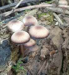 Spinellus