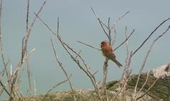 Emberiza rutila