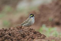 Emberiza chrysophrys
