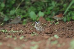 Emberiza chrysophrys
