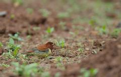 Emberiza rutila