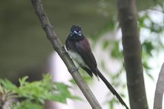 Terpsiphone atrocaudata