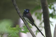 Terpsiphone atrocaudata