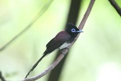 Terpsiphone atrocaudata