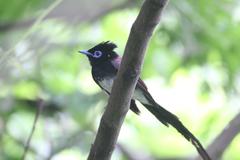 Terpsiphone atrocaudata