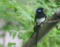 Terpsiphone atrocaudata