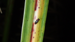 Luciola curtithorax
