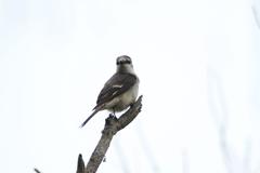 Pericrocotus cantonensis