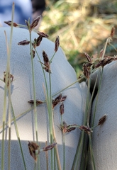 Bulbostylis hispidula