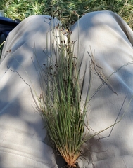 Bulbostylis hispidula