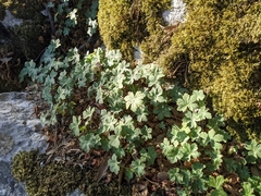 Geranium macrorrhizum