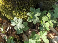 Geranium macrorrhizum