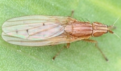 Trigonometopus frontalis