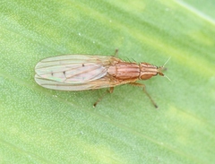 Trigonometopus frontalis