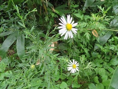 Aster pinnatifidus