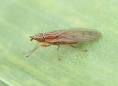 Trigonometopus frontalis