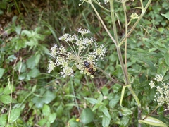 Eristalis pertinax