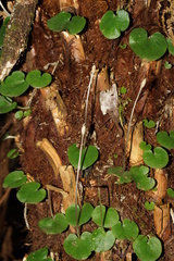 Corybas grumulus
