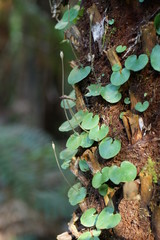 Corybas grumulus